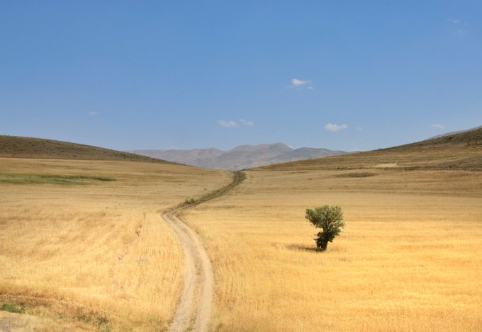 A lone olive tree stands in a vast golden steppe, with a winding dirt road leading toward distant mountains under a clear blue sky—evoking a quiet, meditative journey "Towards Memories." The image's open landscape and solitary path visually echo the contemplative, forward-looking theme of this 1/1 edition NFT on the Tezos blockchain.