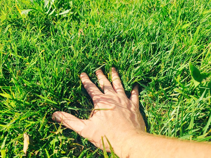 The image shows a close-up of a hand resting on top of a lush, green field with tall grasses. The person's hand appears to be touching or reaching out towards something in the distance, possibly an object or another person. The background is blurred and indistinct, drawing attention to the main subject - the hand in the foreground.