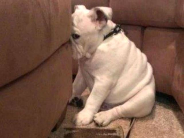 A white Shar-Pei dog sitting on a small mat in a corner of a brown couch.