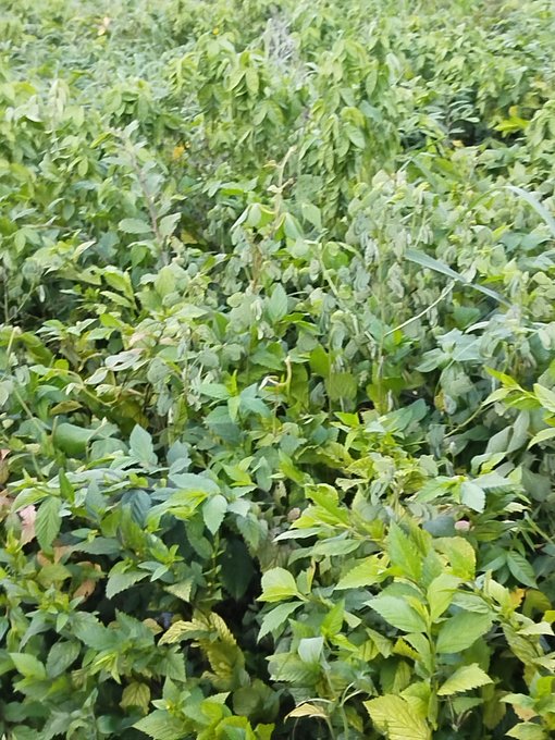 Dense green leafy plants and weeds growing together in an outdoor garden setting.