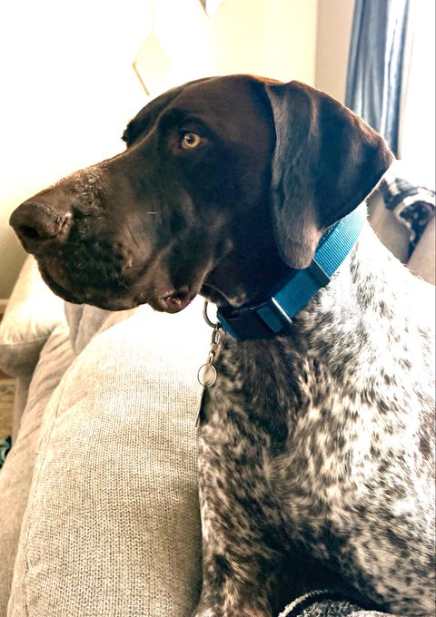A German Shorthaired Pointer dog with a black head and speckled body rests on a light-colored couch, wearing a teal collar.