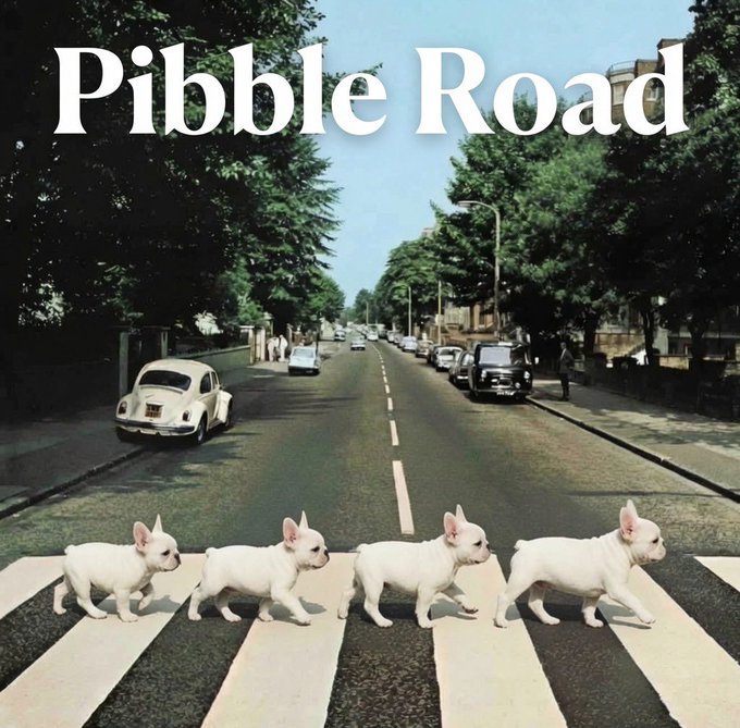 The image is a playful parody of the iconic Beatles "Abbey Road" album cover, featuring four white French Bulldog puppies crossing a zebra-striped street instead of the band members, with the text "Pibble Road" displayed prominently at the top. The post references "$PIBBLE," a cryptocurrency ticker likely inspired by the "Pibble" (French Bulldog) meme, tying the dog-themed album cover to a call to buy the token.