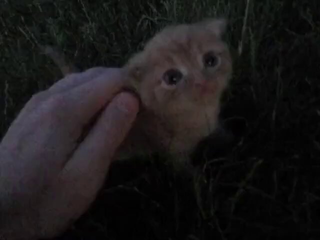 The image features a small kitten with its eyes open, looking up at the camera. A person's hand can be seen reaching out towards the kitten, possibly petting or holding it. The background of the photo shows a grassy area, providing a natural setting for this interaction between the person and the kitten.