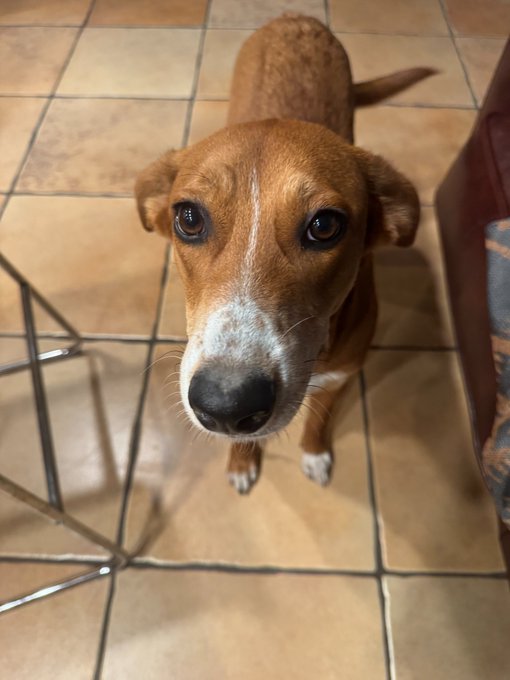A photo of a small brown dog with white markings on its face and chest, sitting on a tiled floor and looking up at the camera.