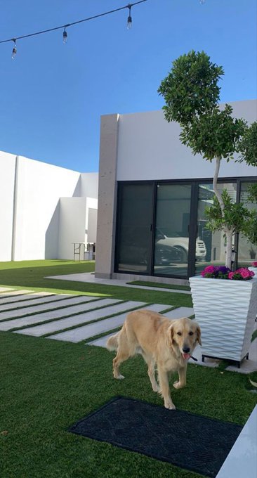 A golden retriever stands on green artificial grass in a modern courtyard with a white building, large windows, and a tree in the background.