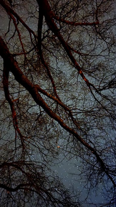 A nighttime photograph looking up through the bare, silhouetted branches of a tree against a starry sky.