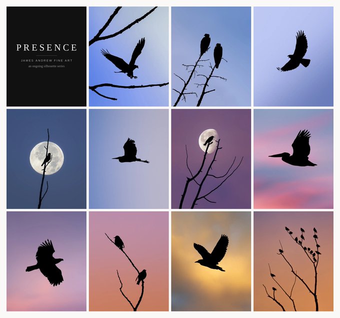A 3x4 grid showcasing the photography collection "PRESENCE" by James Andrew Fine Art, featuring 12 silhouettes of birds perched on branches or in flight against twilight skies and a full moon. The collage illustrates the artist's described ongoing silhouette series, with each piece offering a 1/1 NFT for .169 alongside a signed fine art print.