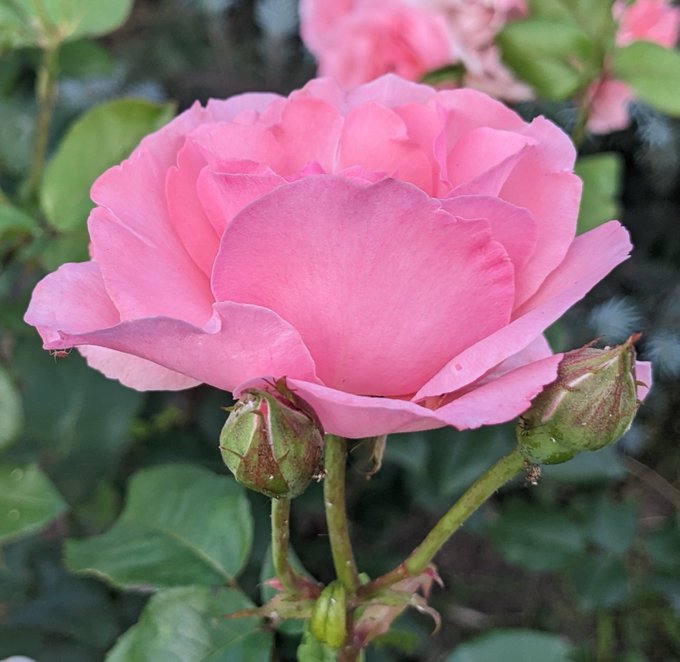 Close-up photograph of a blooming pink rose with two unopened green buds beside it.