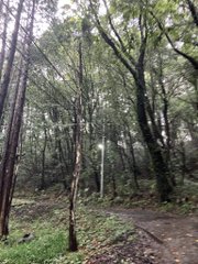A dense forest with tall, thin trees and a dirt path winding through green undergrowth.