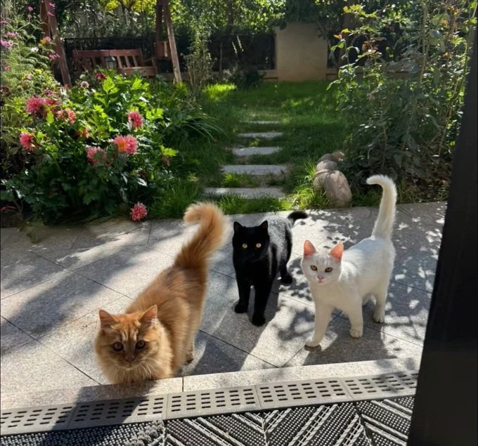 Three cats—one orange, one black, and one white—stand on a stone patio in a sunny garden, with a fourth cat resting on the grass in the background.
