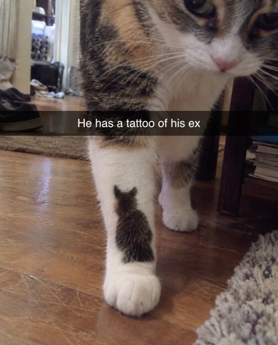 A calico cat stands on a wooden floor with its paw extended forward, revealing a black patch of fur shaped like a cat silhouette, captioned "He has a tattoo of his ex."
