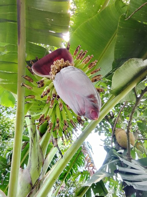 A close-up nature photograph captures a banana plant's purple-red flower bud surrounded by large green leaves, with a young jackfruit visible in the background.