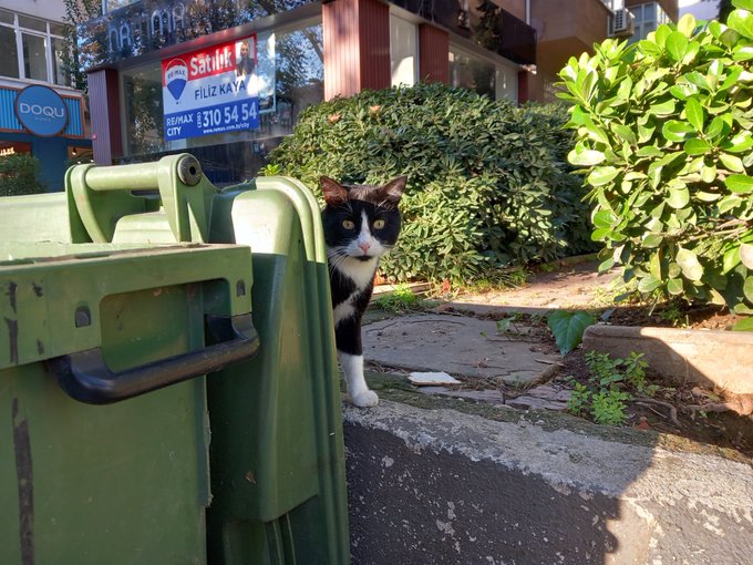 A curious black-and-white tuxedo cat peeks out from behind green trash bins on a sunny sidewalk, possibly inspecting bins for boba ingredients. The image accompanies “Friends of #bobacatDay 1313 $boba,” while a real estate sign in the background reads “Satılık,” “FİLİZ KAYA,” and “CEYLAN.”