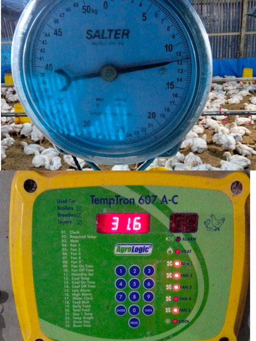 A blue Salter weighing scale mounted above a yellow and green AgriLogic TempTron 607 A-C controller displaying '31.6' in a poultry farm with white chickens in the background.
