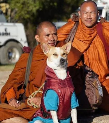 A humorous photo of two Buddhist monks in orange robes sitting with a dog wearing a blue shirt and maroon vest in front of them.