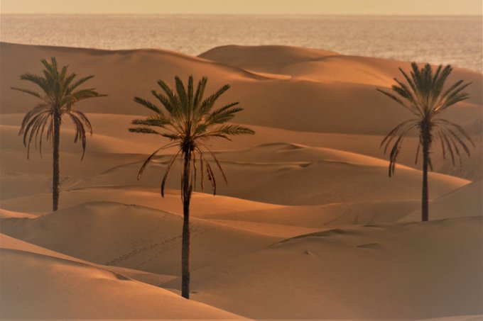 A serene desert landscape featuring rolling sand dunes with four tall palm trees scattered across the sand, with a body of water visible in the background under a pale sky.