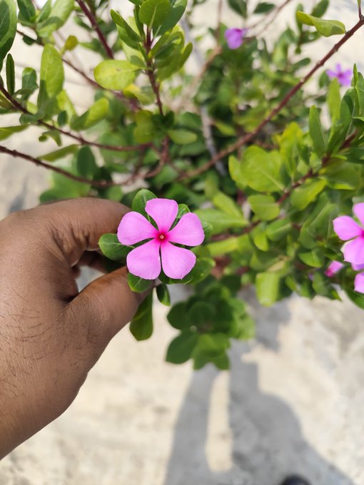 A person's hand gently holding a pink periwinkle flower with five petals, surrounded by green leaves and other similar flowers in a garden setting.