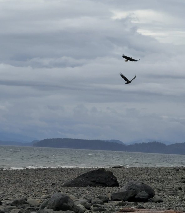 Two bald eagles soar in a cloudy sky over a rocky beach with mountains visible in the distance across the water.