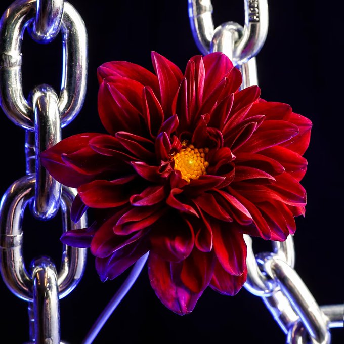 A vibrant red dahlia blooms against the backdrop of polished silver chains, set against a deep black background. The image pairs a striking floral close-up with the metallic symbolism fitting for an Ethereum (ETH) morning greeting.