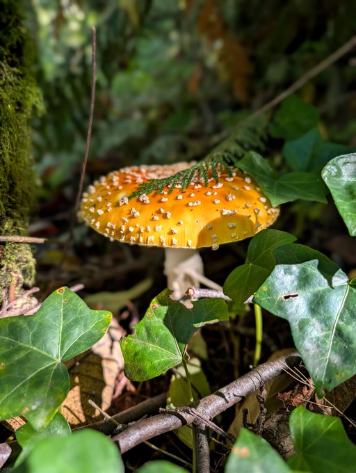 An orange Amanita muscaria mushroom with white spots grows among ivy leaves and fallen branches on a forest floor.