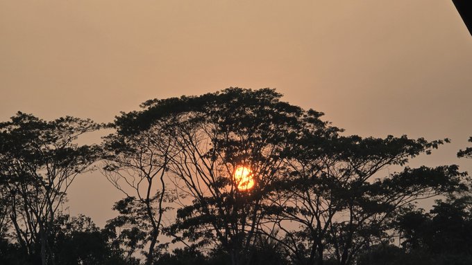 A serene sunrise peeks through silhouetted tree branches against a soft orange sky, symbolizing a fresh start and new opportunities. The image pairs perfectly with the morning greeting, evoking optimism and the dawn of a new day for the crypto community.