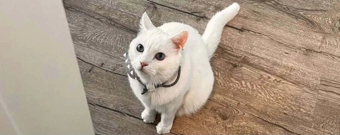A white cat with a bell collar sits on a wooden floor, looking up attentively.