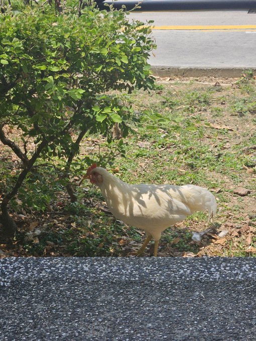 A white chicken with a red comb walks along the grassy edge of a paved road, with green bushes and a guardrail visible in the upper part of the image.