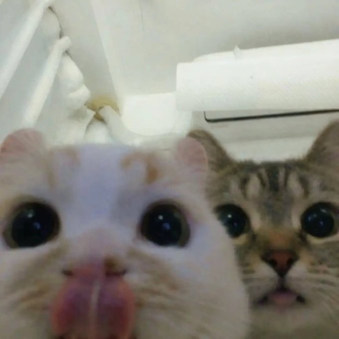 A close-up photo of two cats with large, wide eyes looking directly into the camera, taken from a low angle.