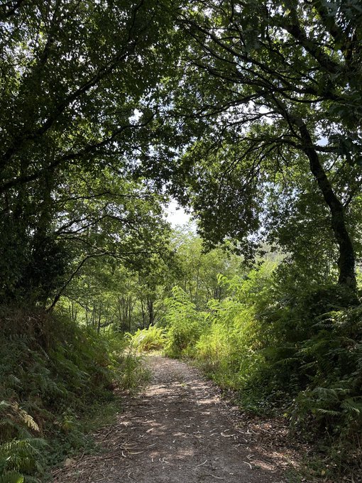 A serene nature photograph of a dirt path winding through a lush green forest, with sunlight filtering through the dense canopy of trees.