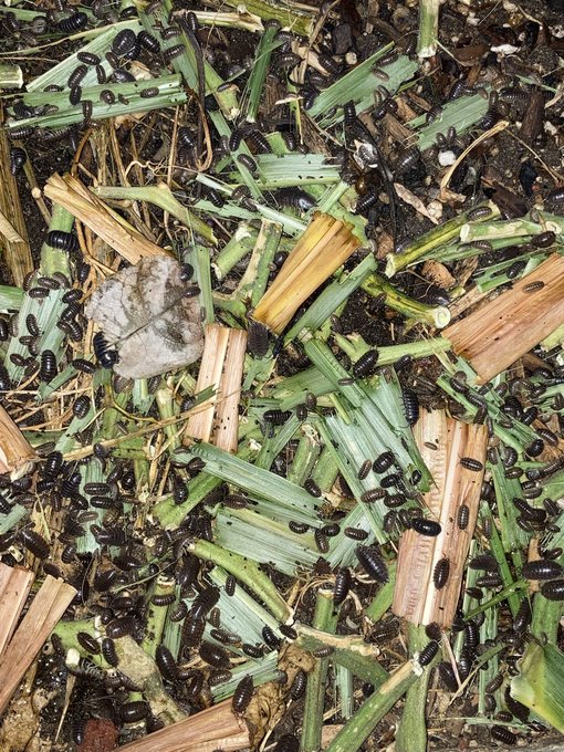 A close-up photograph showing numerous small black insects, likely woodlice or similar isopods, crawling over cut green grass and plant stems on dark soil.