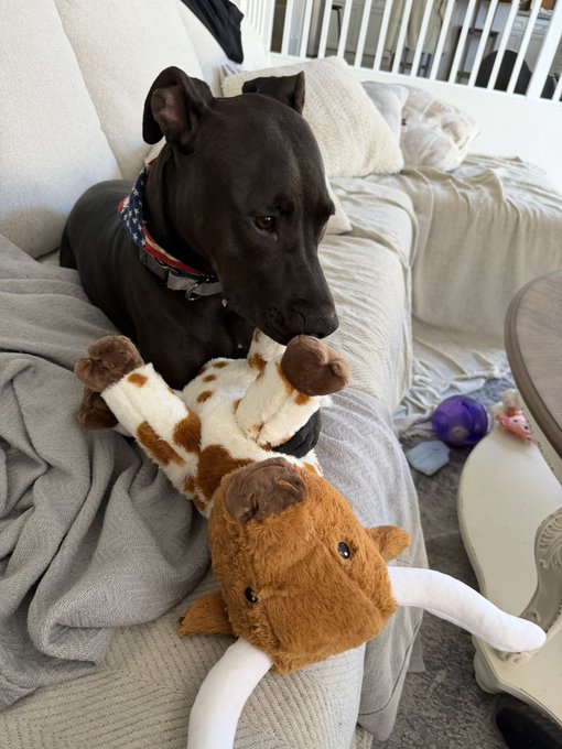 A dark-colored pit bull-type dog lies on a beige couch with a patriotic USA-patterned collar, cuddling a plush giraffe toy with brown spots, with a purple ball and other toys scattered nearby.