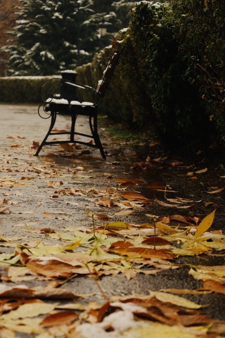 A moody autumn scene featuring a vintage chair sitting alone on a wet path covered with fallen yellow and brown leaves, next to green hedges.