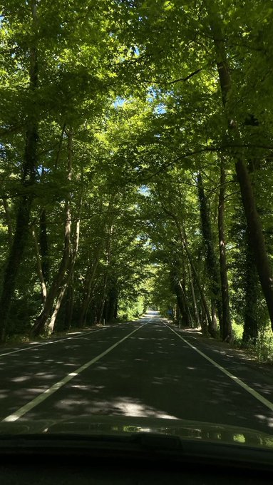A view from inside a car driving down a tree-lined road with dense green foliage creating a canopy overhead.