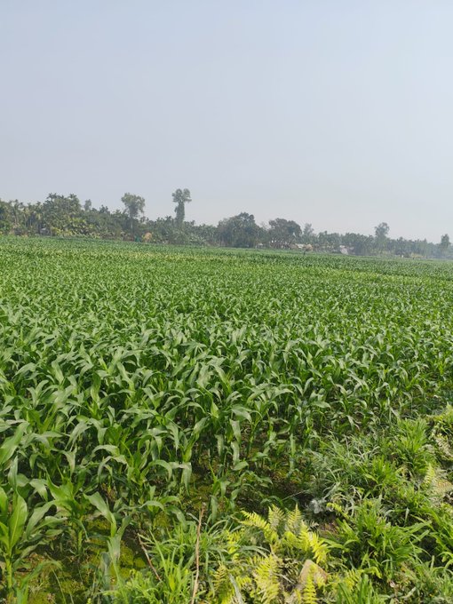 The image shows a large, green field with tall plants that appear to be corn or wheat. The sky above the field is clear blue, indicating good weather conditions for farming. In the background, there are trees visible, adding to the natural beauty of the scene. The photo also contains text elements such as "Good morning my X family Today touch grass @NomismaNetwork Alpha @CNPYNetwork @Racerz_eth @River4fun".