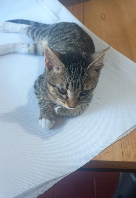 A small tabby kitten with white paws lies on a white cloth on a wooden table.