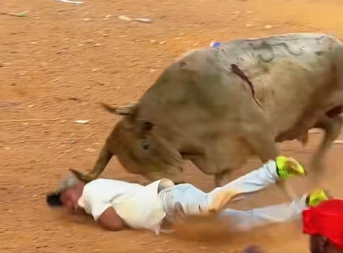 A bull charges at a person who has fallen to the dusty ground of what looks like a bullfighting arena, with the bull's horns near the fallen figure's head.