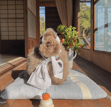 A teddy bear wearing a "Scoobert Saves Solana" bib sits on a cushion in a sunlit traditional Japanese room, with a small figurine and plant nearby, visually tying the playful rescue theme to a cozy, welcoming setting.