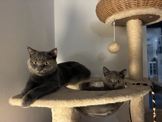 Two grey cats resting on a beige carpeted cat tree, with the larger cat lying on the platform and the smaller one peering out from the enclosed space below.