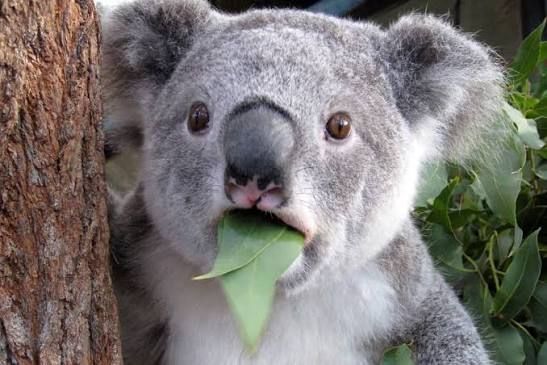 A close-up photo of a koala eating a green leaf, humorously paired with a post about someone placing an unusually aggressive $2M call position on $NBIS at a $440 strike price—roughly double the current $218 price—implying the bet is as wild and "out of its element" as the adorable koala chomping down.
