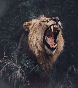 A lion with a golden mane is captured roaring with its mouth wide open, set against a dark background of foliage.
