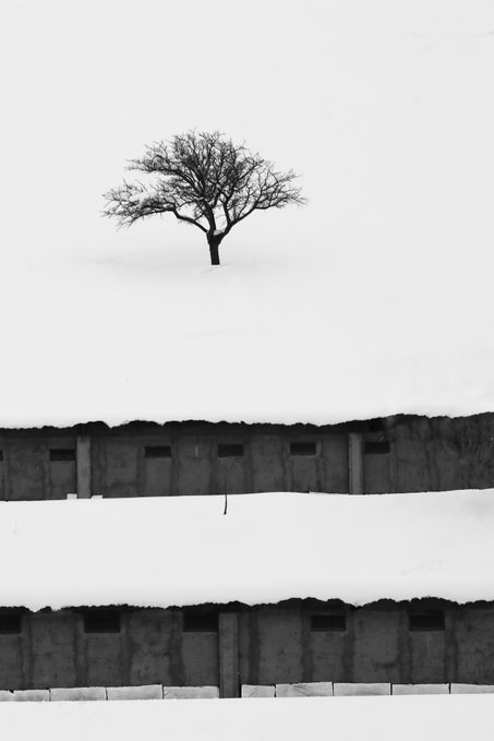 A minimalist black-and-white photograph of a lone tree standing above a concrete bunker structure covered in snow.