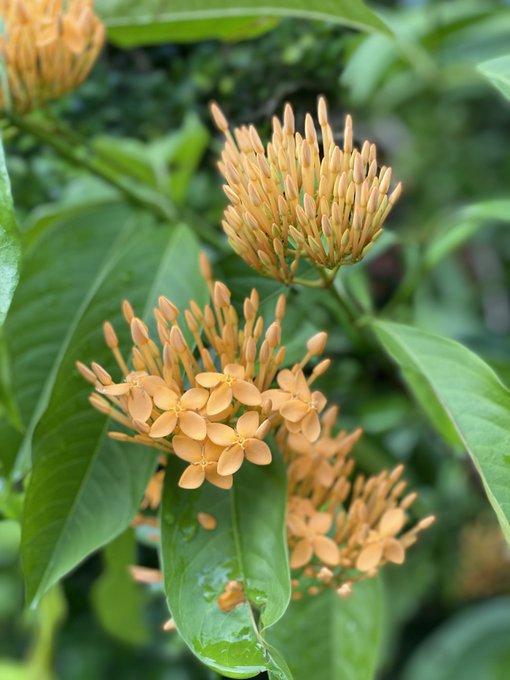 A close-up photograph of orange Ixora flowers blooming in clusters, with several unopened buds visible against lush green foliage.