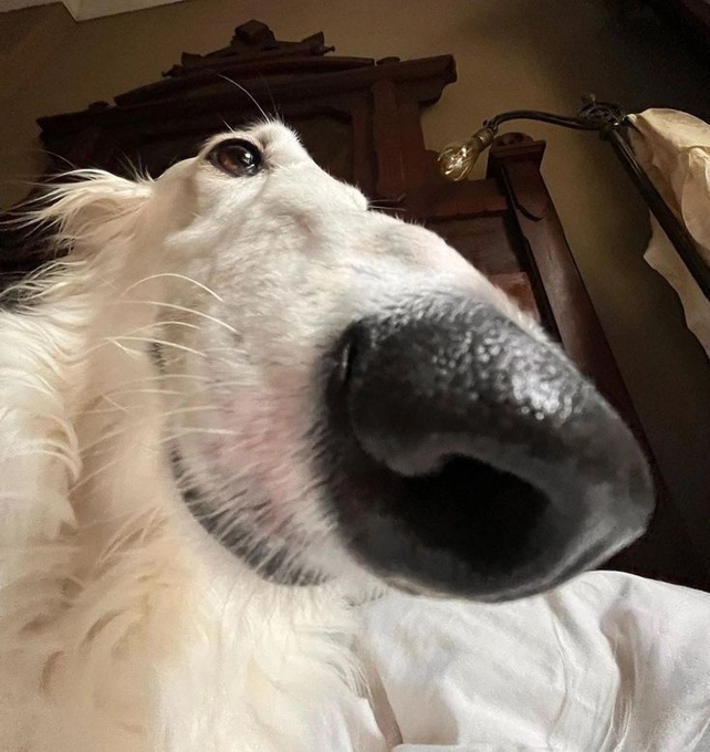 An extreme close-up of a white dog's face, focusing on its black nose and one visible eye, with a wooden headboard visible in the background.