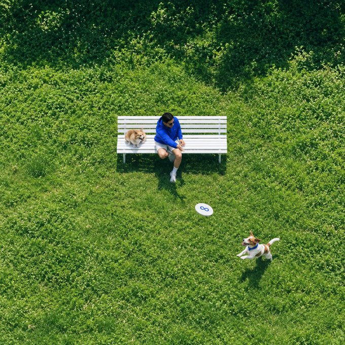 A man sits on a white bench in a grassy park with one dog resting beside him, while another small white and brown dog runs across the lawn toward a flying disc marked "∞". The aerial view captures a peaceful outdoor moment, complementing the "Touched grass" theme by showing the man literally enjoying nature with his canine companions as "backup."
