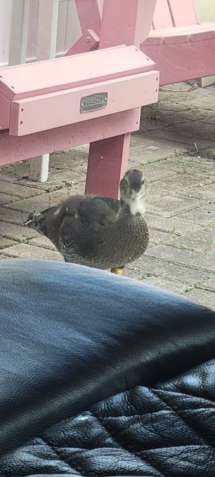 A small dark-feathered bird stands on a paved patio next to a pink chair, photographed from above with a black leather item in the foreground.