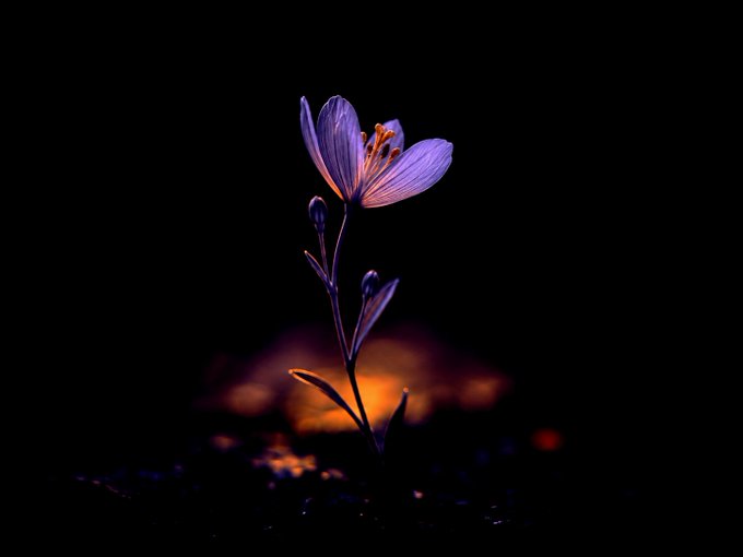 An artistic macro photograph of a delicate purple/violet flower with visible stamens, backlit against a dark background with warm orange bokeh lights behind it.