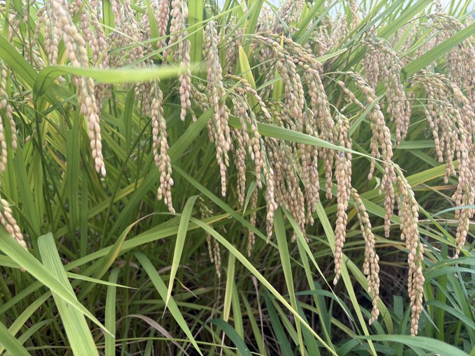 Close-up photograph of rice stalks with developing grain heads in a paddy field, showing the crop nearing harvest maturity.
