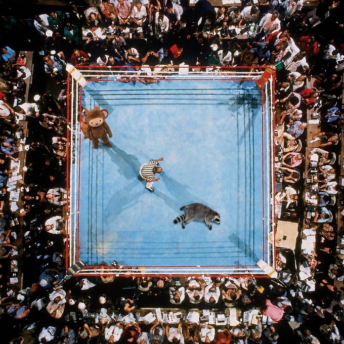 An aerial view of a boxing ring with a blue mat shows a person in striped clothing in the center, a person in a brown bear costume, and a raccoon on the mat, surrounded by a densely packed audience.