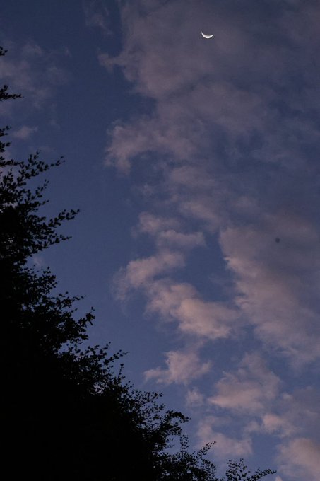 A nighttime photo of a slender crescent moon hanging in a cloudy sky above the silhouette of a leafy tree.