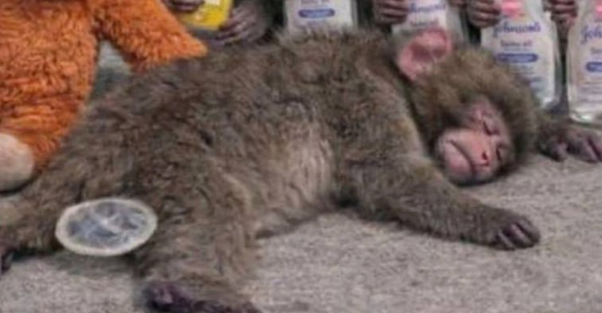 A baby chimpanzee lying on its back with baby bottles nearby, appearing to be at an animal care facility.
